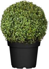 Löffel-Ilex; in Einzelansicht; winterhart; Einsatzmöglichkeit z.B. : Hecke; erhältlich von 30-35 bis 100-125 cm;;hier kaufen