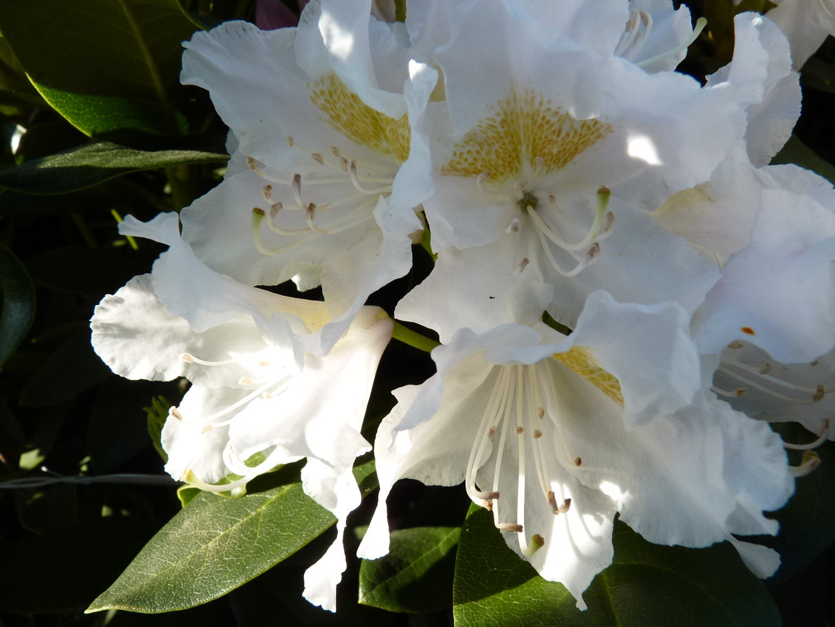 Alpenrose; hier mit Blüte; immergrün; Einsatzmöglichkeit z.B. : Kübelpflanze;;günstig mit Qualität
