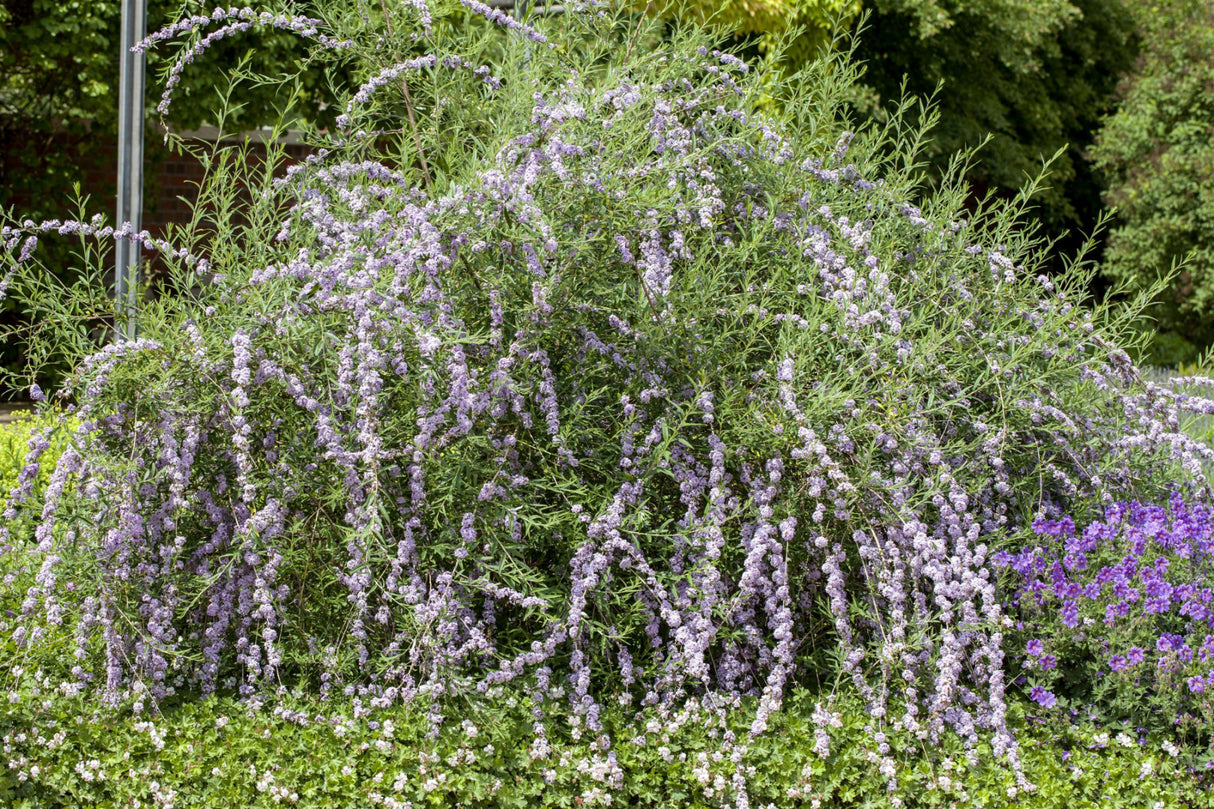 Buddleja alternifolia; als Pflanze im Beet; duftende Blüten; Einsatzmöglichkeit z.B. : Bienenweide;;Pflanzen vom Profi