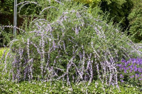 Buddleja alternifolia; als Pflanze im Beet; duftende Blüten; Einsatzmöglichkeit z.B. : Bienenweide;;Pflanzen vom Profi
