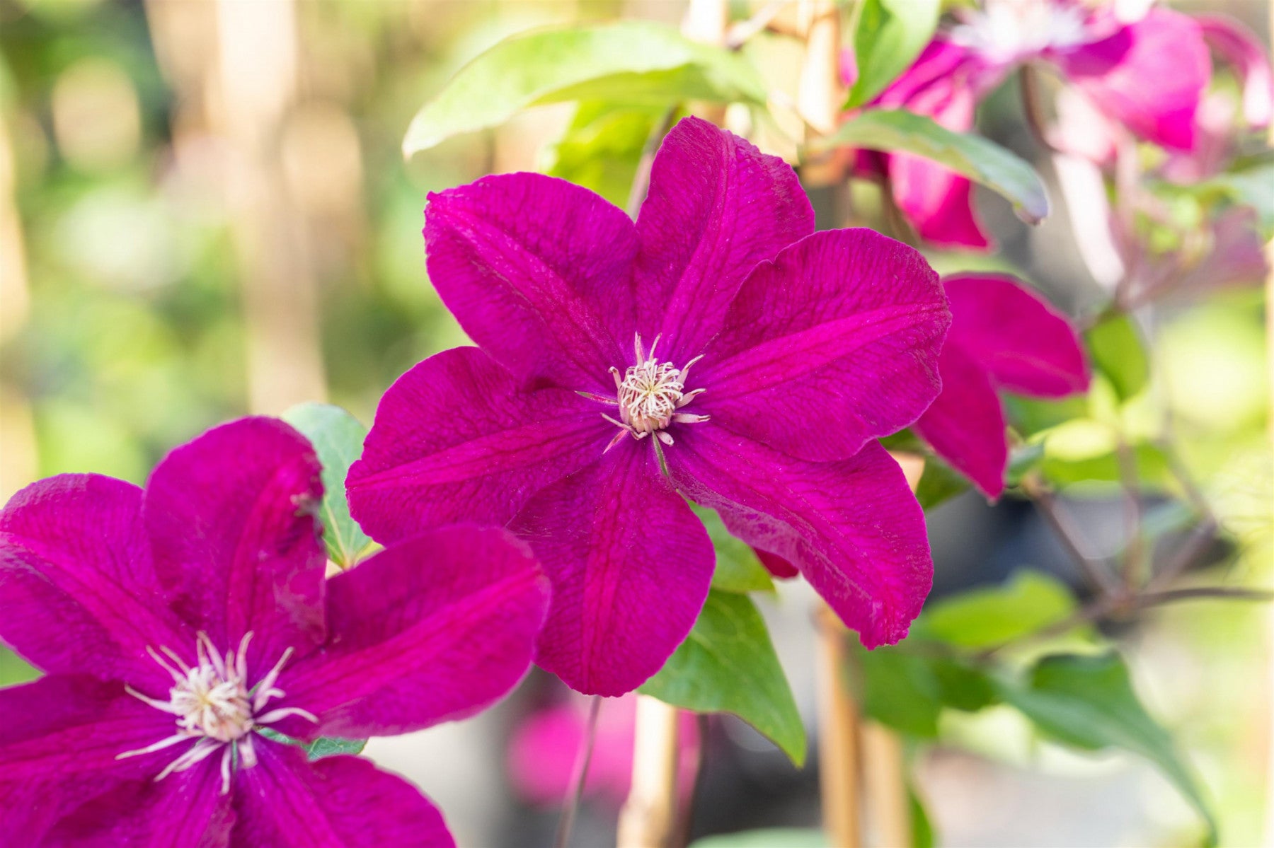 Clematis 'Ernest Markham' (Waldrebe 'Ernest Markham')