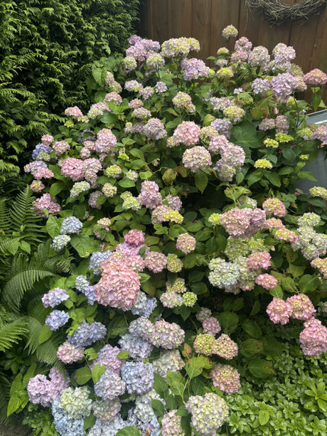 Bauernhortensie 'Bouquet Rose'; als Pflanze im Beet; attraktive Blütenfarbe; Einsatzmöglichkeit z.B. : Beet- und Rabattenpflanze; erhältlich von 40-60 bis 80-100 cm;;hier kaufen