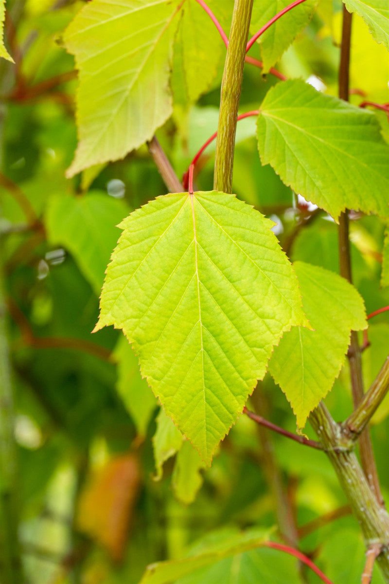 Acer capillipes (Roter Schlangenhautahorn)