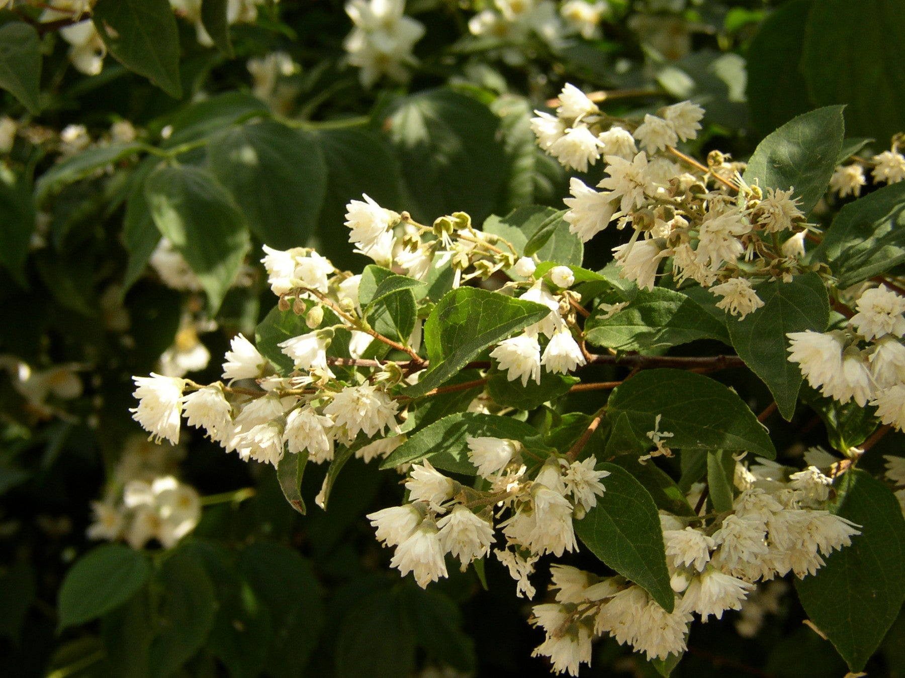 Deutzia scabra 'Plena' (Gefüllter Sternchenstrauch)