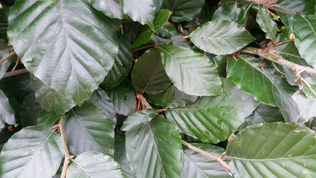 Fagus sylvatica HkG 81024; hier mit Sommerbelaubung; winterhart; Einsatzmöglichkeit z.B. : Vogelnährgehölz;;ab 1,34 Euro