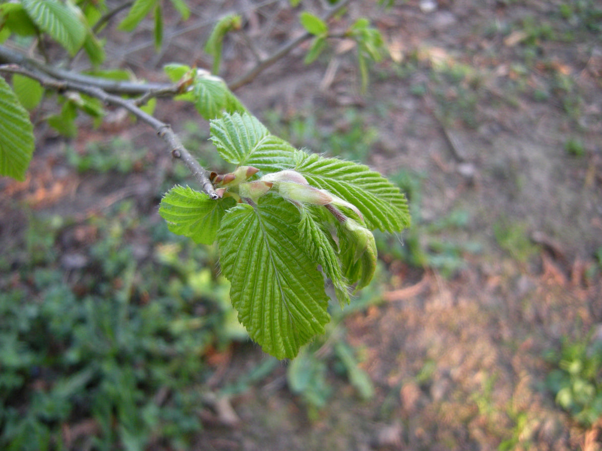 Carpinus betulus HkG 80601; hier mit Belaubung; bodenverbessernd; Einsatzmöglichkeit z.B. : Bienenweide;;Pflanzen vom Profi