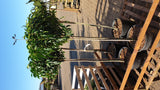 Prunus lusitanica 'Angustifolia'; in Einzelansicht; schnittfest, anspruchslos, dicht wachsend; Einsatzmöglichkeit z.B. : Vogelschutzhecke;;ab 56,00 Euro