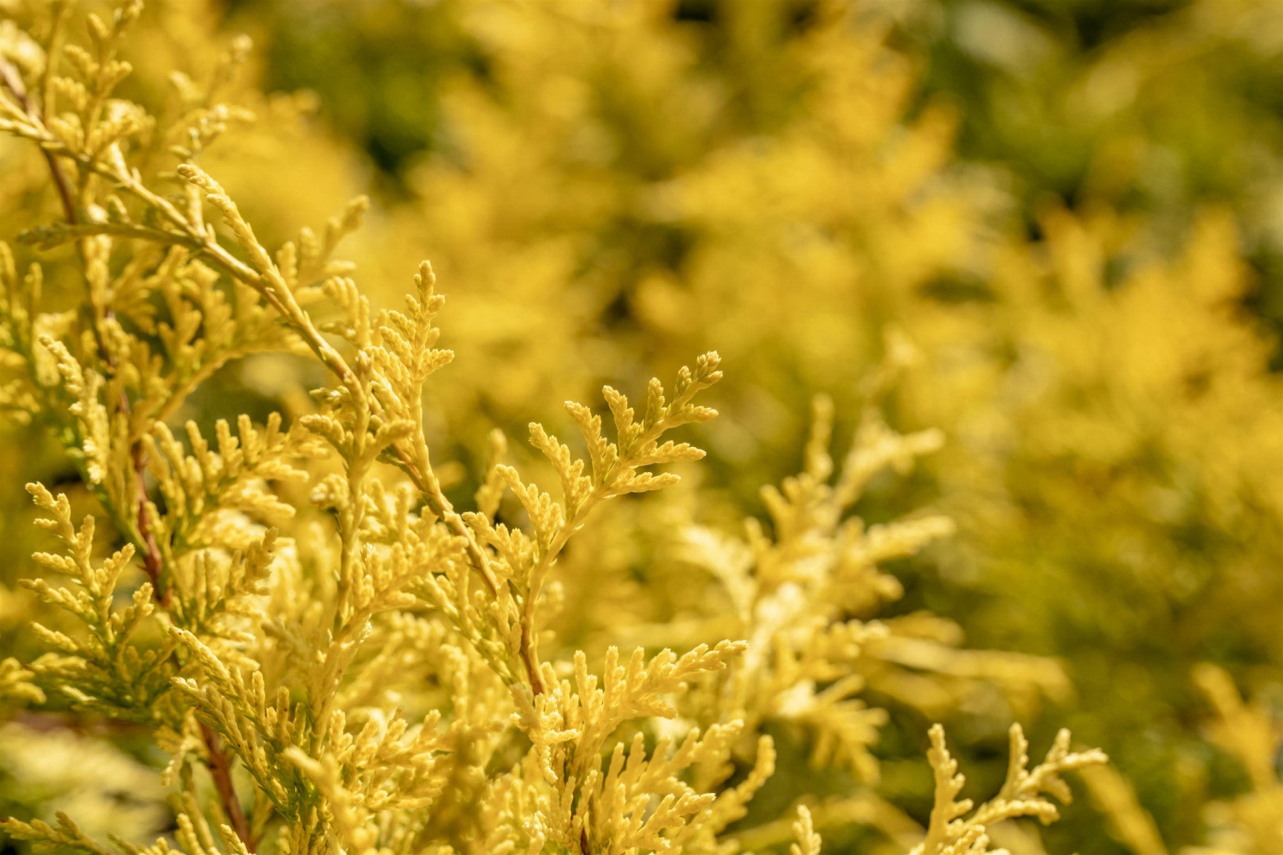 Chamaecyparis pis. 'Gold Spangle' (Fadenzypresse 'Gold Spangle')