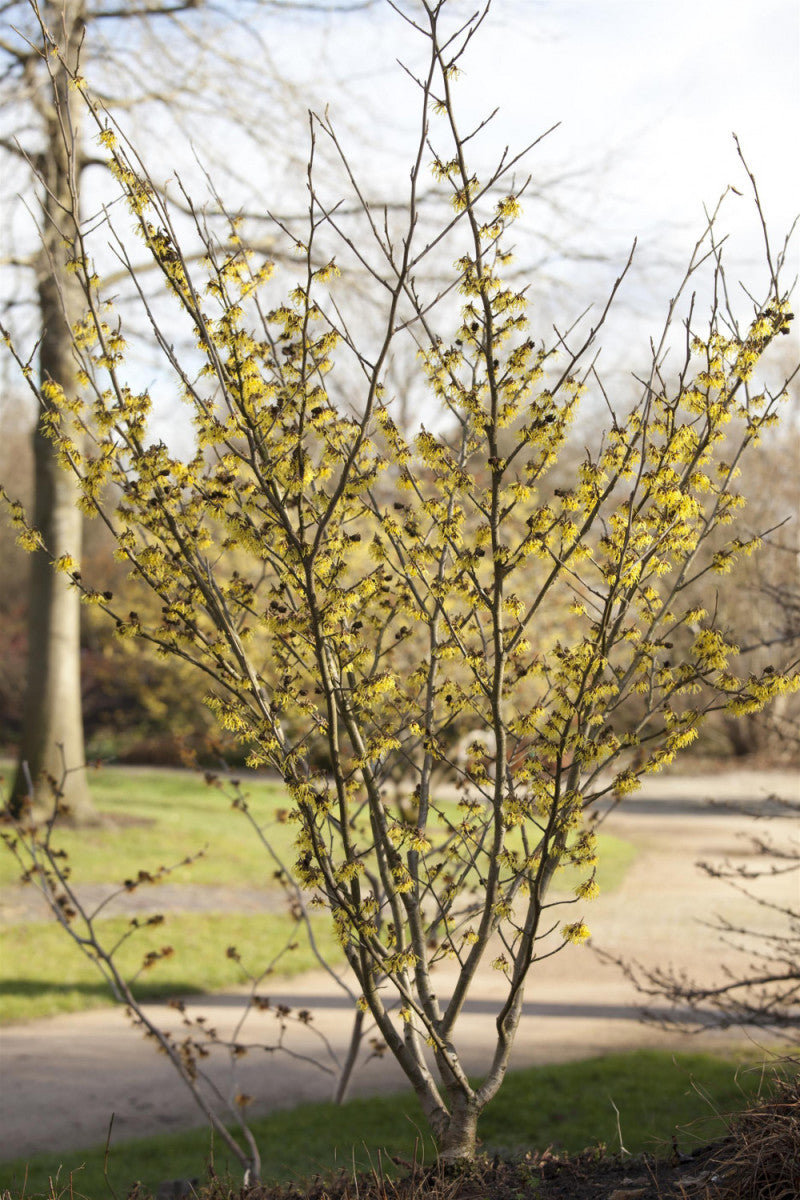 Hamamelis interm. 'Arnold Promise' (Schwefelgelbe Zaubernuss 'Arnold Promise')