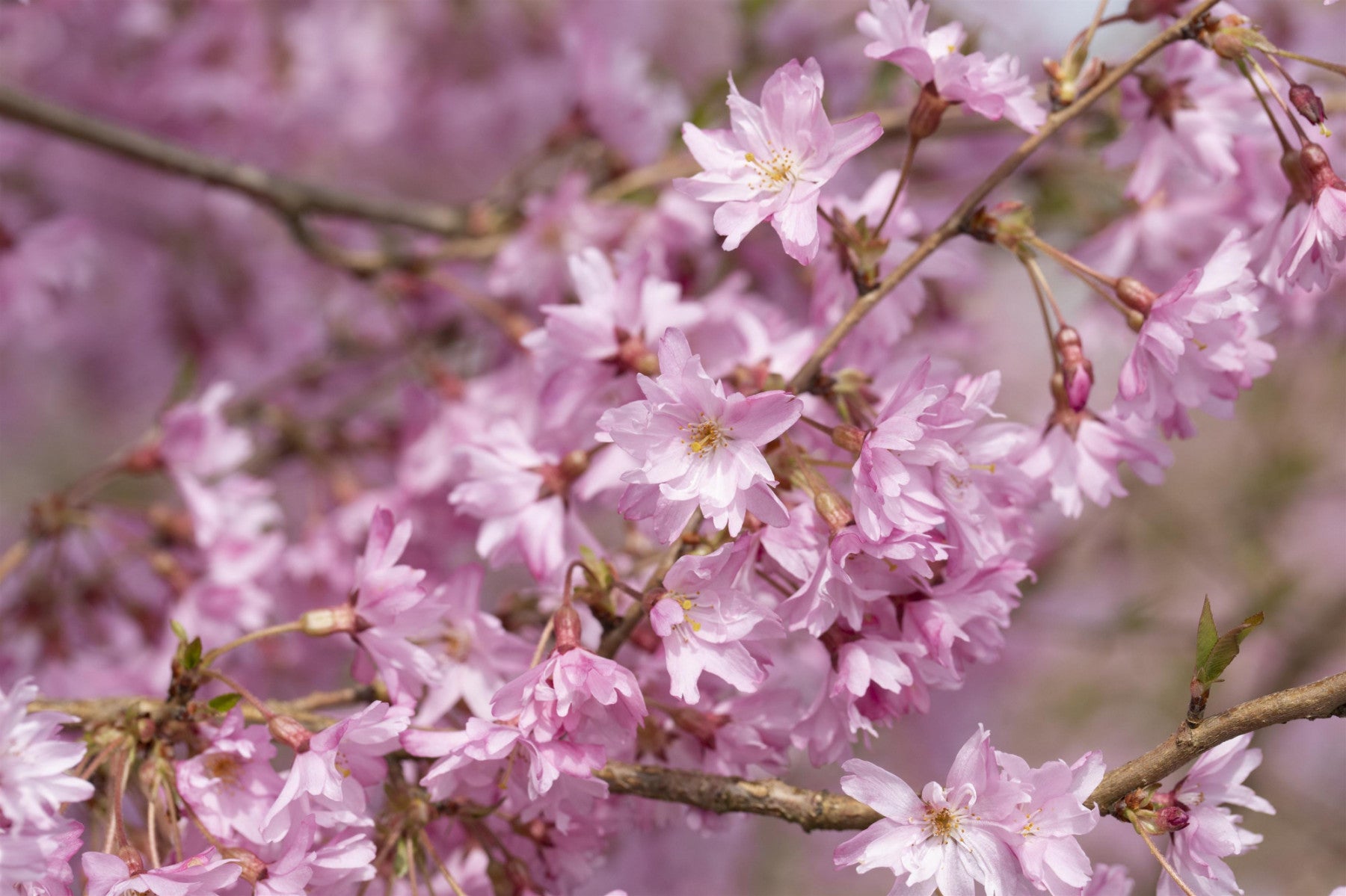 Prunus subhirtella 'Fukubana' (Frühlingskirsche 'Fukubana')