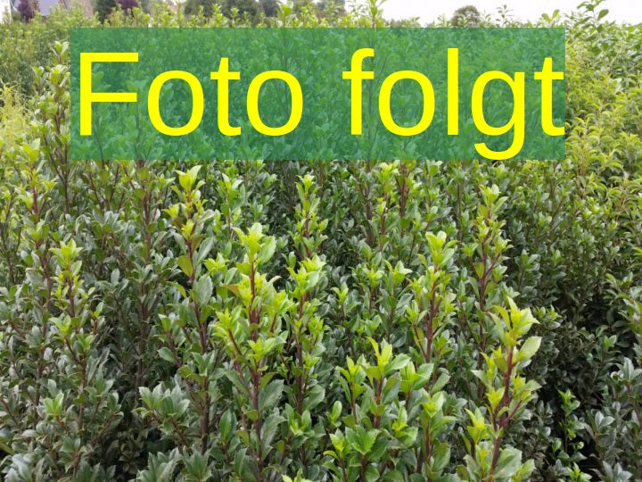 Ilex meserveae 'Blue Stallion' (Stechpalme 'Blue Stallion' -R-)