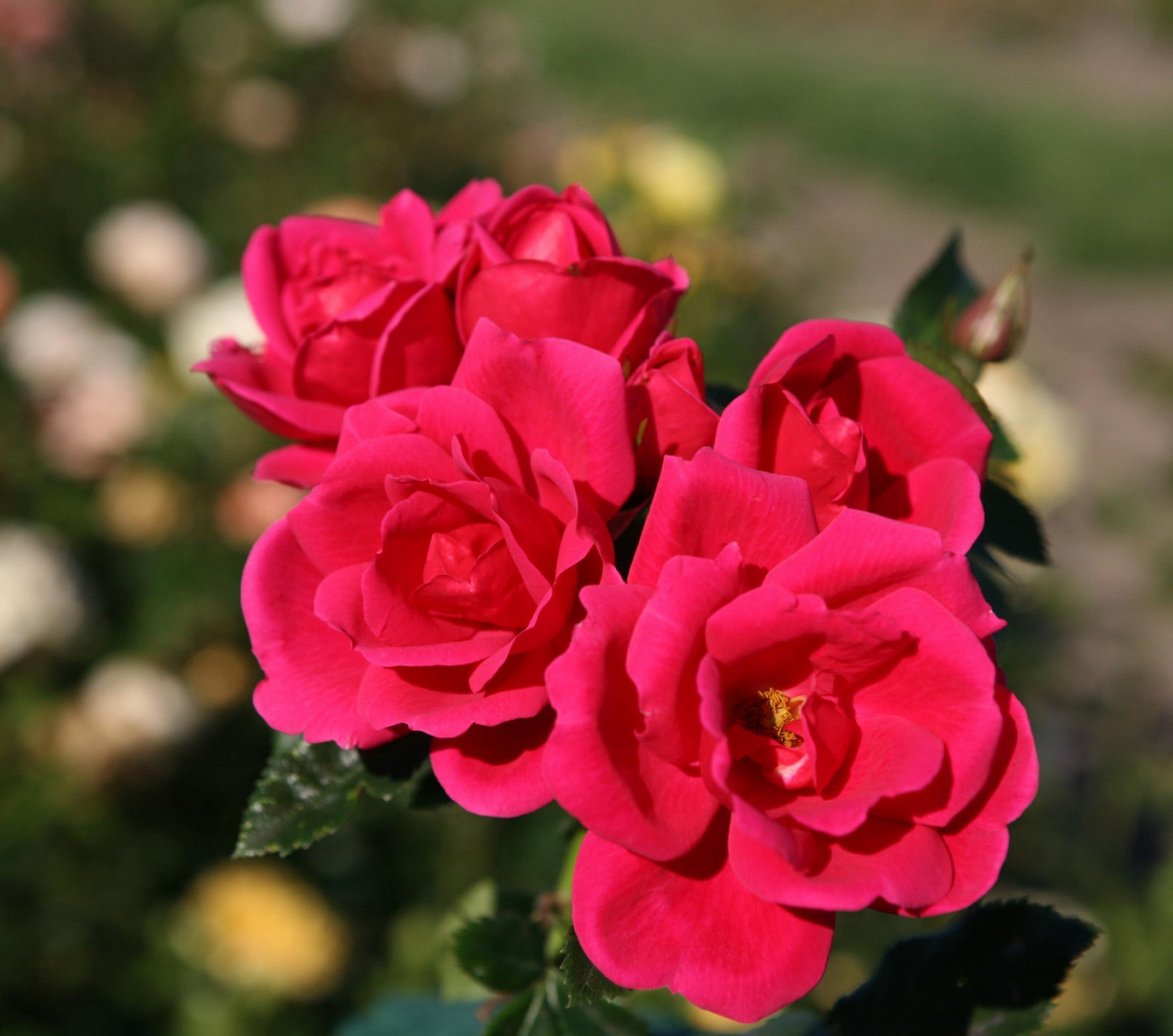 Rosa 'Gartenfreund' BT (Beetrose 'Gartenfreund' -R- ADR-Rose)