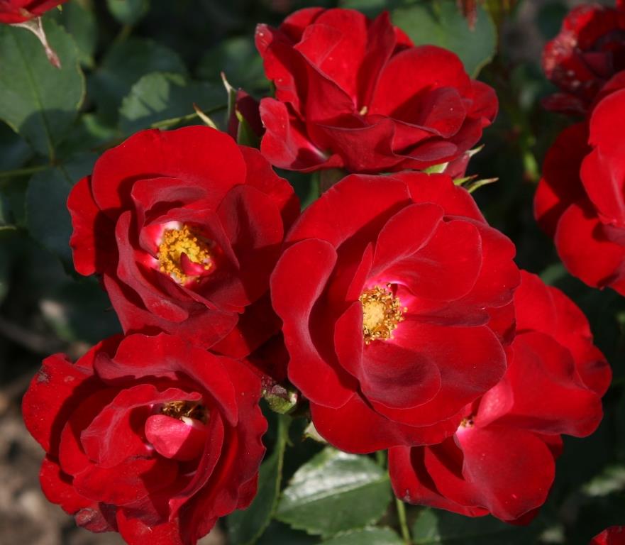 Rosa 'Marondo' BDR (Bodend. Rose 'Marondo' -R-)
