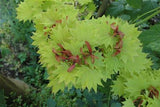 acer palmatum var. aureum; mit Früchten/Fruchtbehang; attraktive Blattfarbe; Einsatzmöglichkeit z.B. : ziergehölz;;günstig mit Qualität