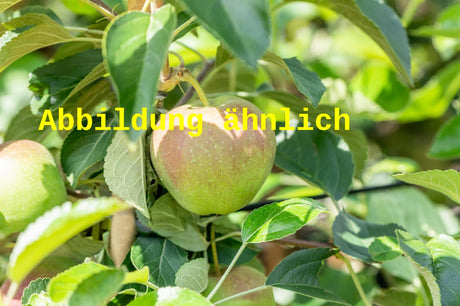 Genaues Foto für Malus 'Geheimrat Dr. Oldenburg' folgt; dieses ähnliche Bild dient der Illustration von Apfel 'Geheimrat Dr. Oldenburg' mittel