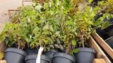 Cornus mas; vorbereitet für Versand; bietet Vögeln Schutz; Einsatzmöglichkeit z.B. : Windschutzgehölz;;ab 3,02 Euro