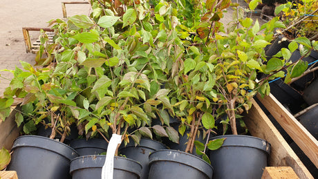 Cornus mas VkG 1, 2, 3, 4, 5, 6; vorbereitet für Versand; bietet Vögeln Schutz; Einsatzmöglichkeit z.B. : Windschutzgehölz;;ab 4,95 Euro