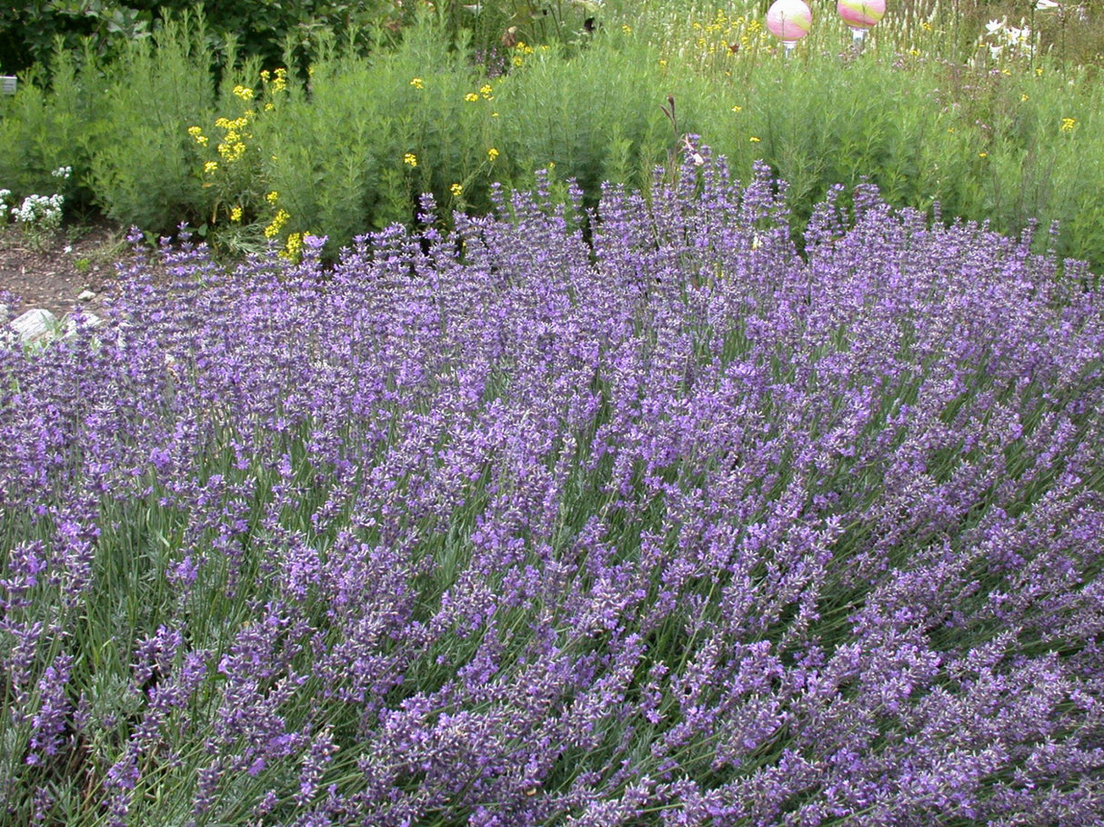 Tiefviolettblühender Lavendel; als Pflanze im Beet; winterhart; Einsatzmöglichkeit z.B. : Steingarten;;hier kaufen