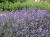 Tiefviolettblühender Lavendel; als Pflanze im Beet; winterhart; Einsatzmöglichkeit z.B. : Steingarten;;hier kaufen