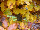 Fagus sylvatica HkG 81007; hier mit Herbstlaub; gute Filterwirkung; Einsatzmöglichkeit z.B. : Erosionsschutz;;ab 1,34 Euro