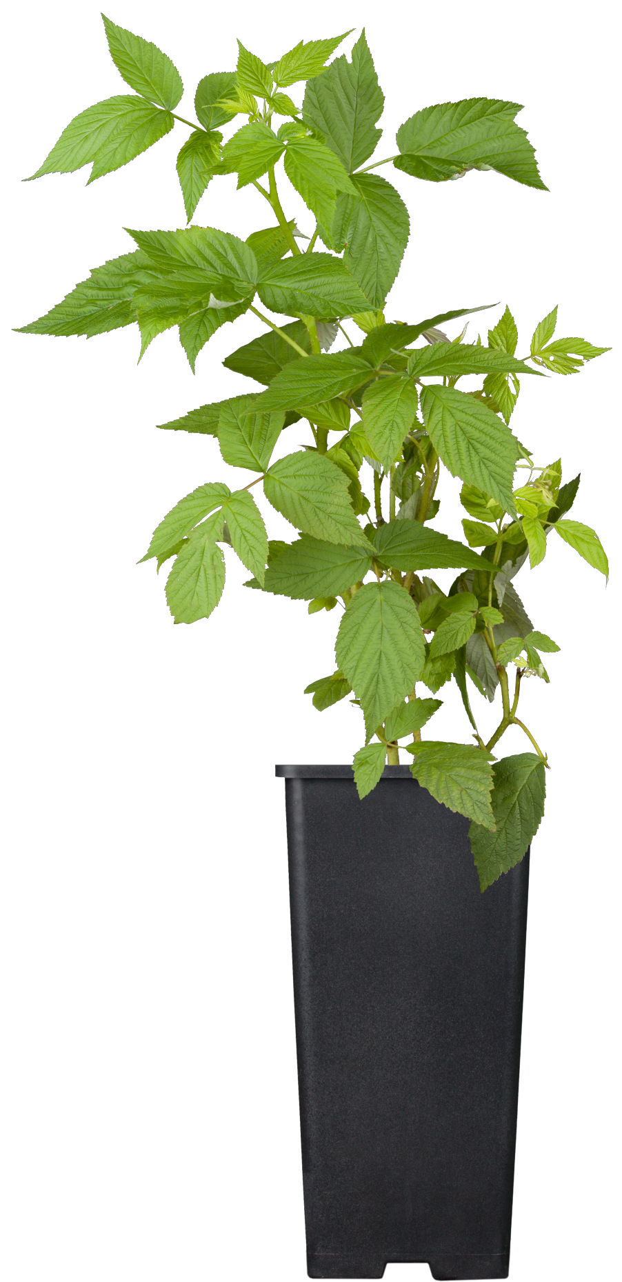 Brombeere 'Black Satin'; hier im Topf; robust; Einsatzmöglichkeit z.B. : Wildobst;;hier kaufen