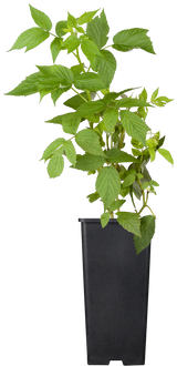 Brombeere 'Black Satin'; hier im Topf; robust; Einsatzmöglichkeit z.B. : Wildobst;;hier kaufen