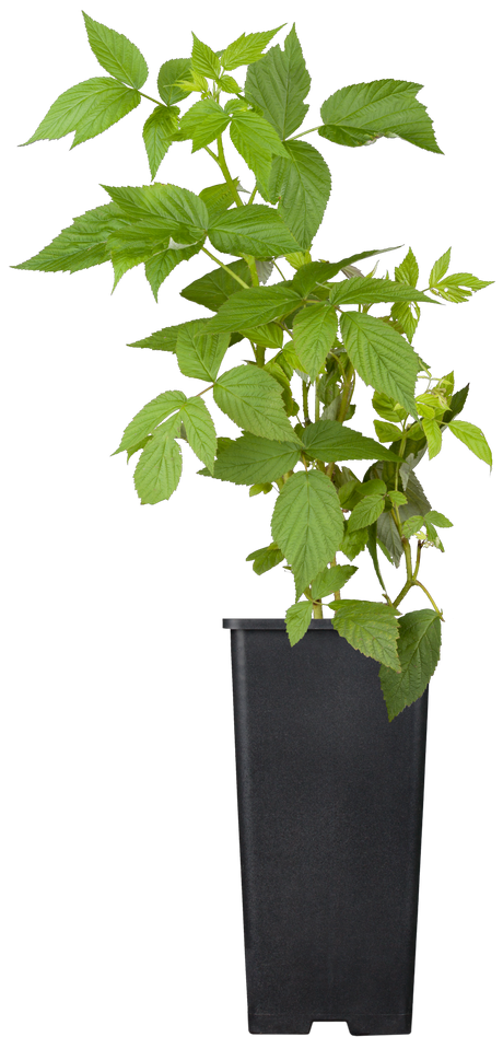Brombeere 'Black Satin'; hier im Topf; robust; Einsatzmöglichkeit z.B. : Wildobst;;hier kaufen