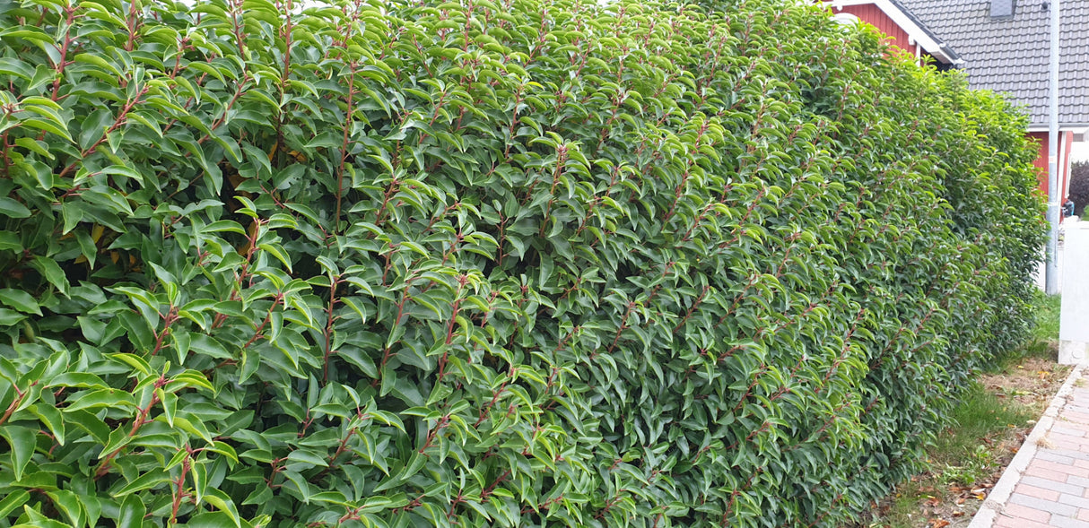 Prunus lusitanica 'Angustifolia'; als Hecke; immergrün;;Pflanzen vom Profi