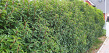Prunus lusitanica 'Angustifolia'; als Hecke; immergrün;;Pflanzen vom Profi