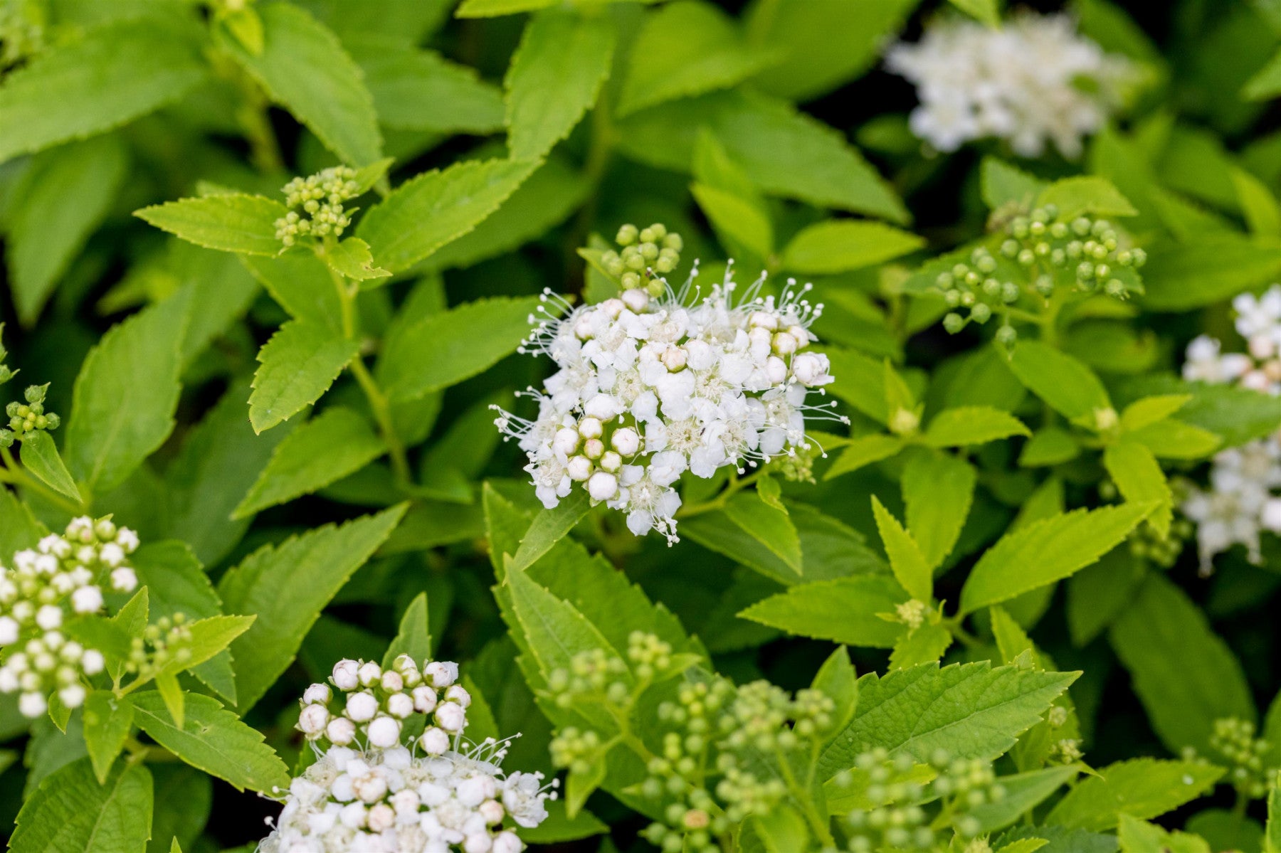Spiraea japonica 'Albiflora' (Weiße Zwergspiere)