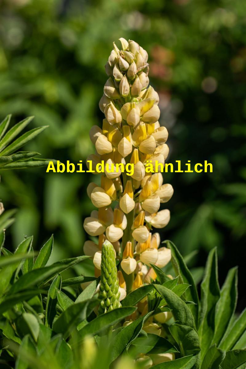 Lupinus polyphyllus 'Camelot Yellow' (Garten-Lupine)
