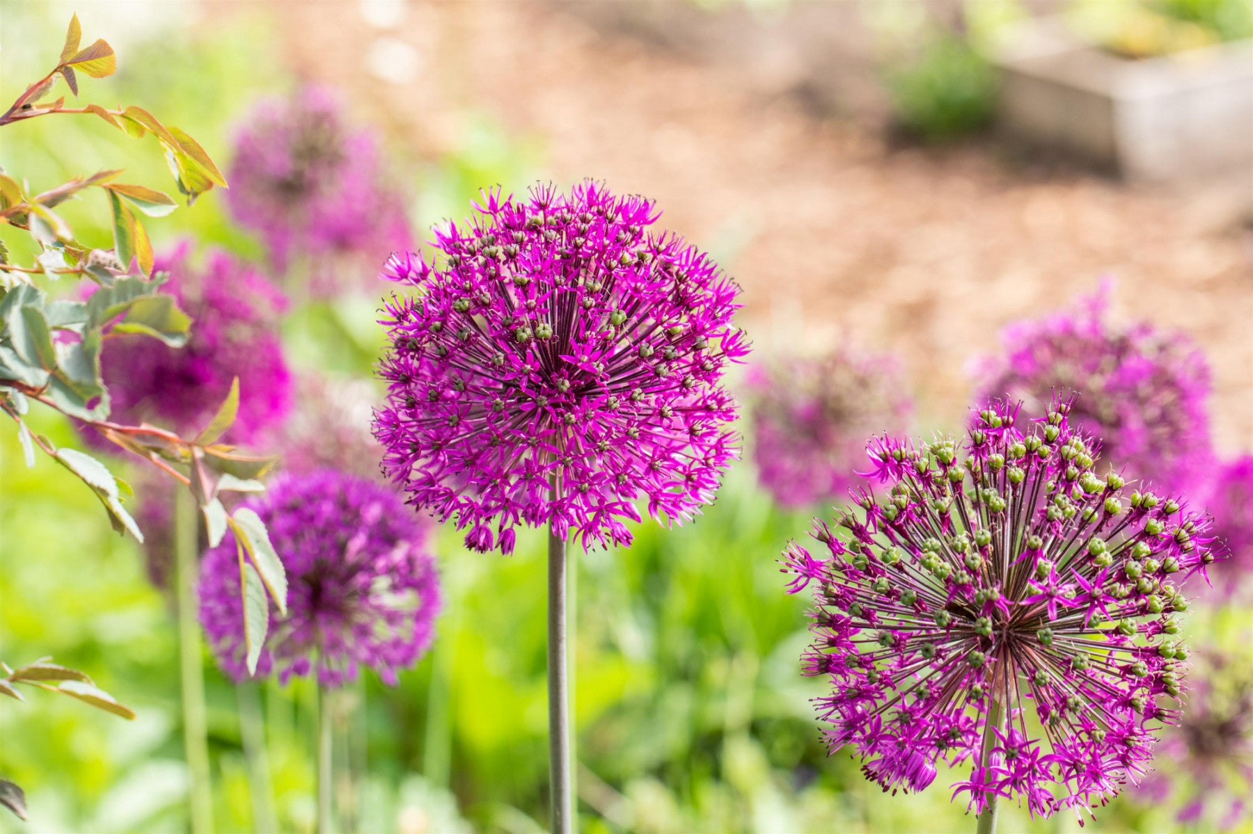 Allium aflatunense 'Purple Sensation' (Garten-Kugel-Lauch)