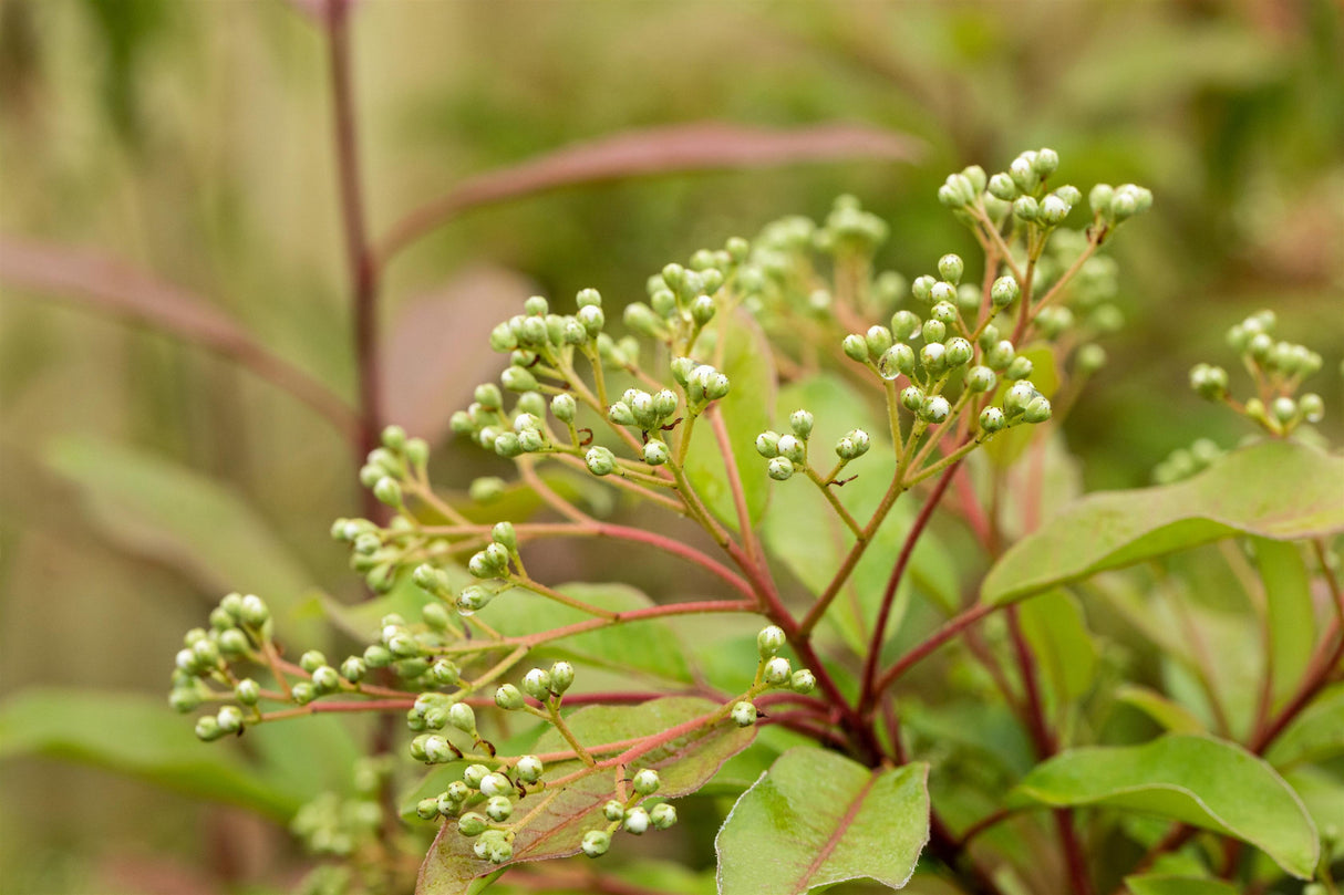 Photinia serratifolia; mit Früchten/Fruchtbehang; winterhart; Einsatzmöglichkeit z.B. : Sichtschutz;;günstig mit Qualität