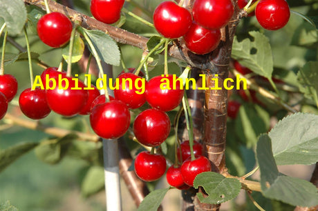 Genaues Foto für Prunus cer. 'Schattenmorelle' folgt; dieses ähnliche Bild dient der Illustration von Sauerkirsche 'Schattenmorelle' 7. KW