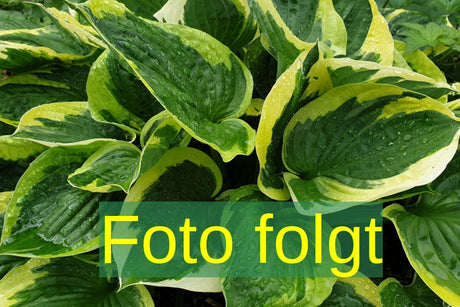 jahreszeitbedingt sehen Pflanzen unterschiedlich aus.