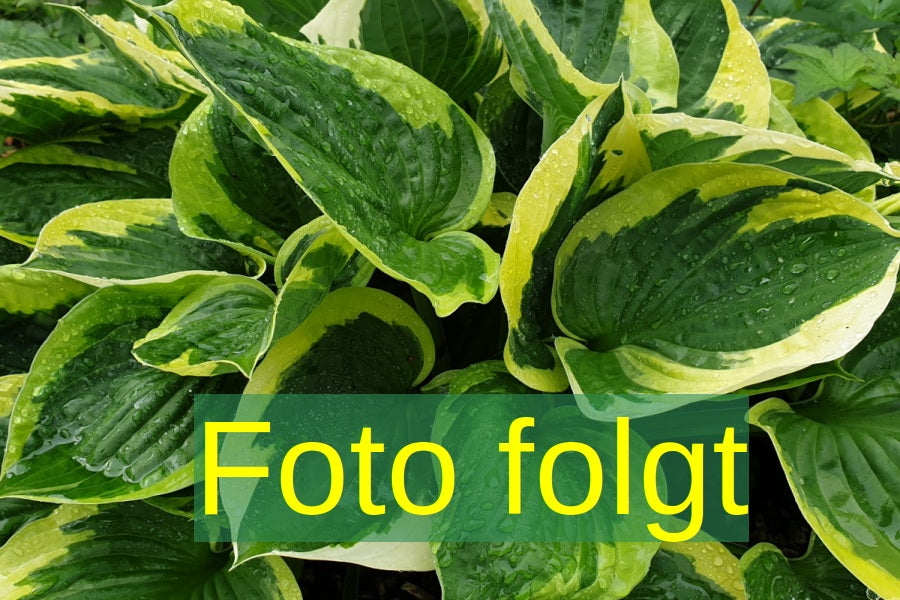 jahreszeitbedingt sehen Pflanzen unterschiedlich aus.