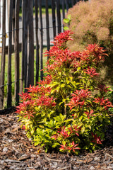 Schattenglöckchen 'Mountain Fire'; hier mit Blüte; auffällige Blüten; Einsatzmöglichkeit z.B. : Kübel; erhältlich von 20-25 bis 60-80 cm;;hier kaufen