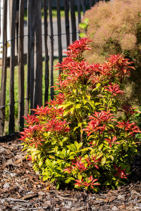 Schattenglöckchen 'Mountain Fire'; hier mit Blüte; auffällige Blüten; Einsatzmöglichkeit z.B. : Kübel; erhältlich von 20-25 bis 60-80 cm;;hier kaufen