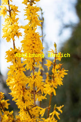 Genaues Foto für Forsythia 'Goldzauber' folgt; dieses ähnliche Bild dient der Illustration von Forsythie 'Goldzauber'