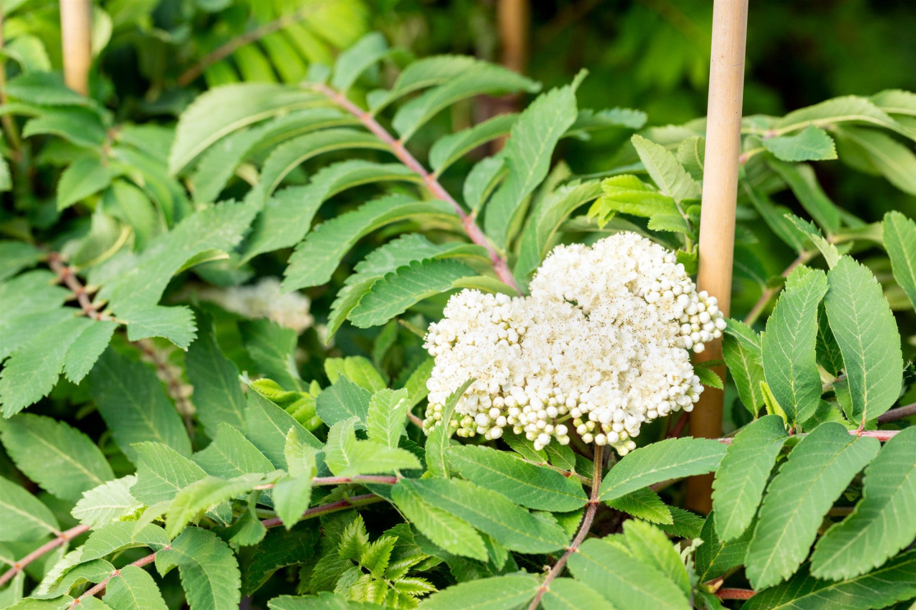 Sorbus aucuparia 'Fastigiata' (Pyramiden-Eberesche)