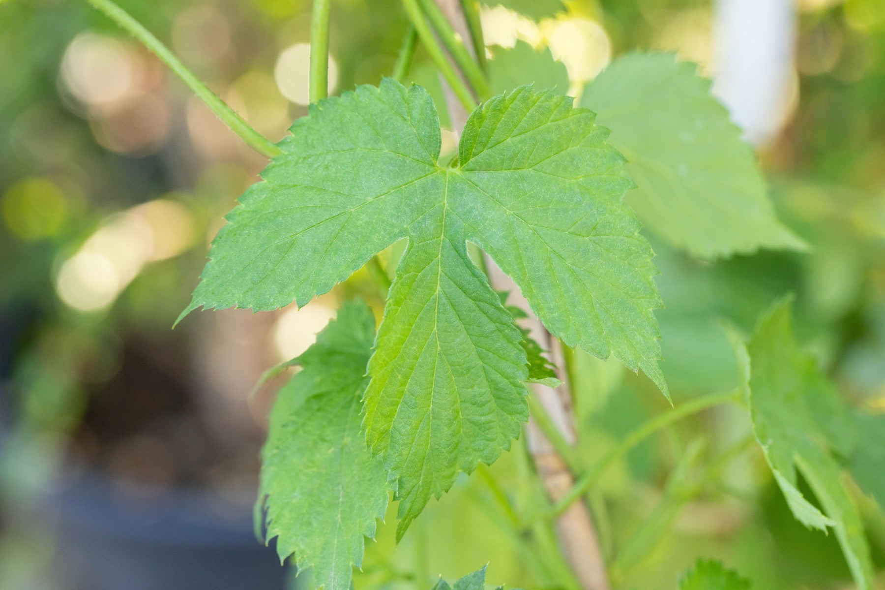 Vitis 'Kerner' (Weintraube 'Kerner' -S-)