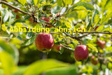 Genaues Foto für Malus 'Ontario' folgt; dieses ähnliche Bild dient der Illustration von Apfel 'Ontario' spät