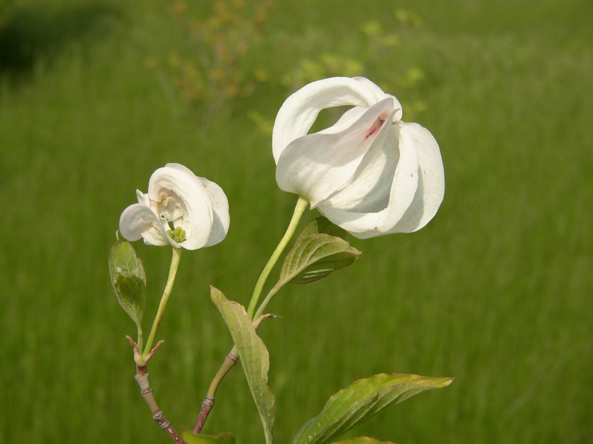 Amerikanischer Blumen-Hartriegel; hier mit Blüte; herbstfärbung; Einsatzmöglichkeit z.B. : Bienenweide;;günstig mit Qualität