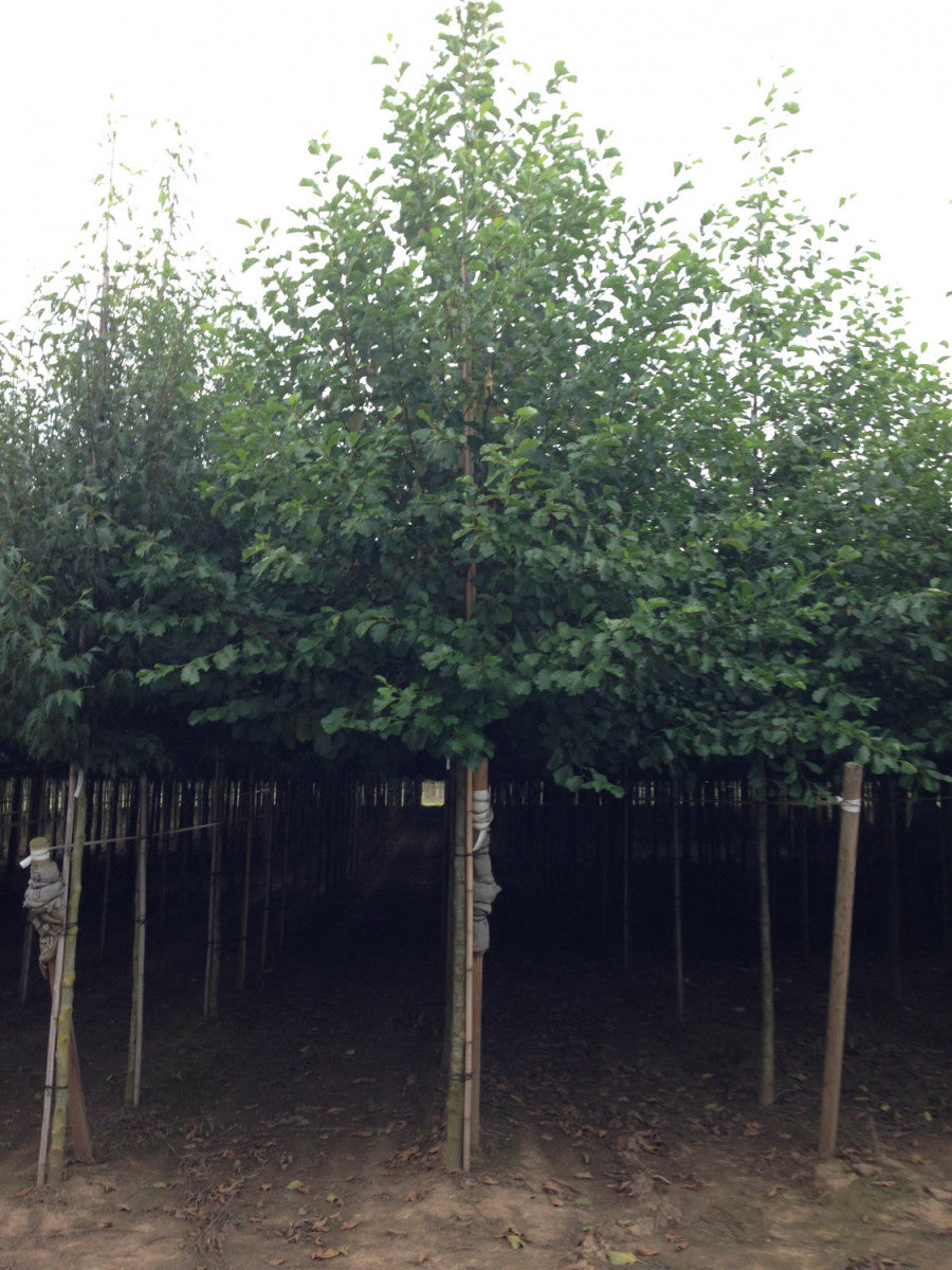 Alnus incana (Grauerle)