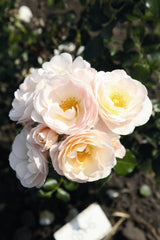 Beetrose 'Sirius' ARD-Rose; hier mit Blüte; angenehmer Duft; Einsatzmöglichkeit z.B. : Rabatten;;hier kaufen