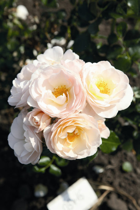 Beetrose 'Sirius' ARD-Rose; hier mit Blüte; angenehmer Duft; Einsatzmöglichkeit z.B. : Rabatten;;hier kaufen