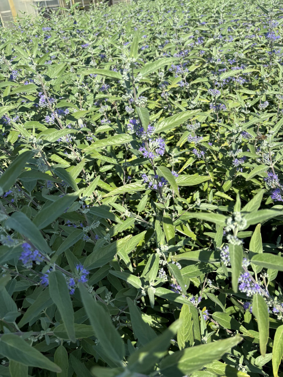 Bluebeard 'Heavenly Blue'; bienenfreundlich;;mit zeitnaher Lieferung