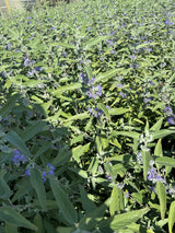 Bluebeard 'Heavenly Blue'; bienenfreundlich;;mit zeitnaher Lieferung
