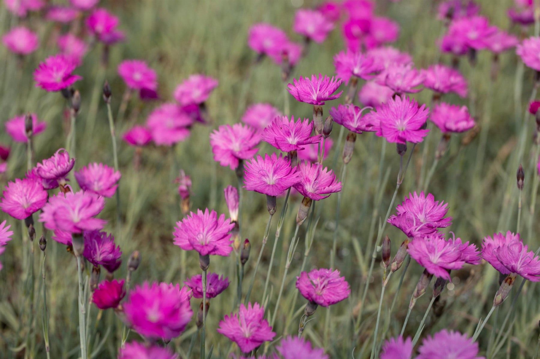 Dianthus carthusianorum (Kartäuser-Nelke)