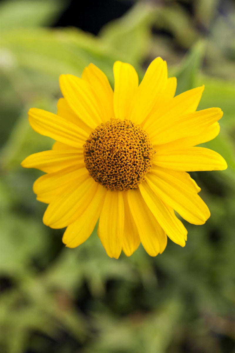 Heliopsis scabra 'Hohlspiegel' (Garten-Sonnenauge)